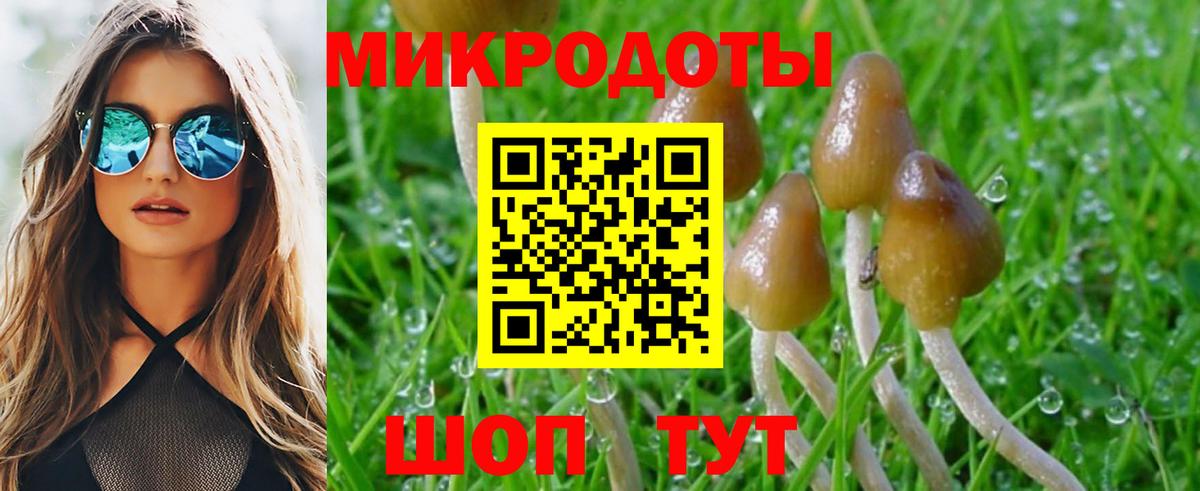 Псилоцибиновые грибы Psilocybine cubensis Амурск